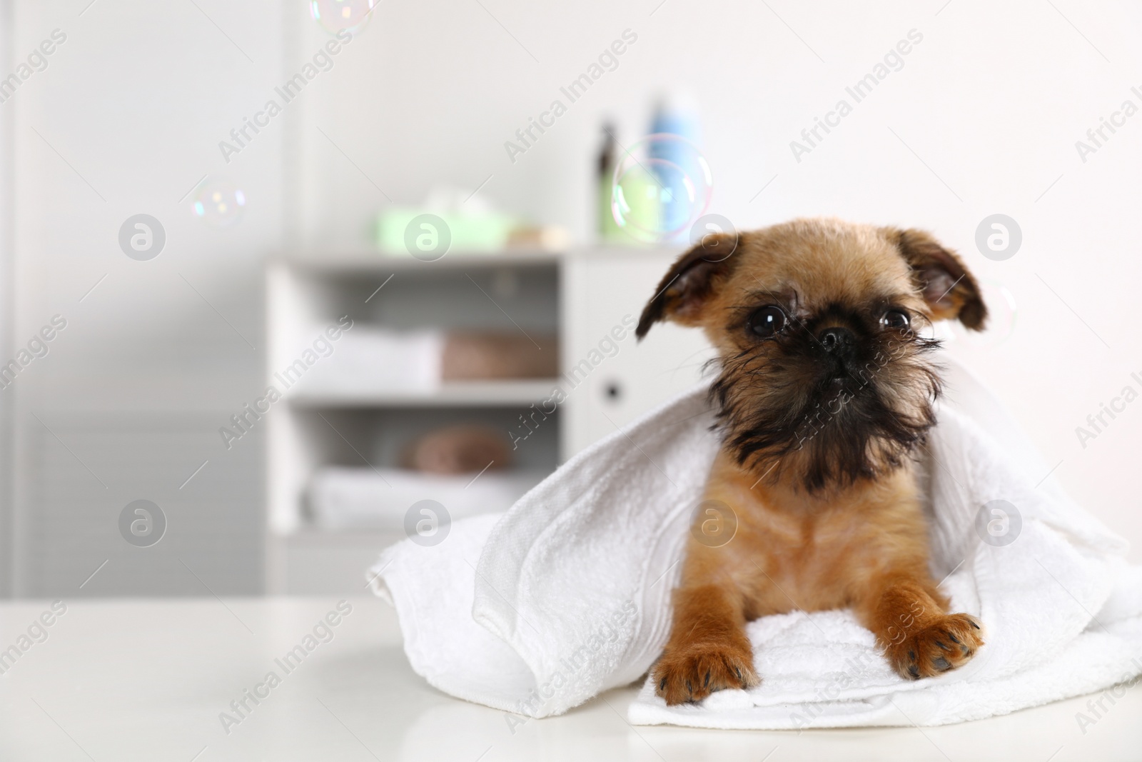Photo of Studio portrait of funny Brussels Griffon dog with towel in bathroom
