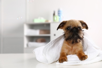 Studio portrait of funny Brussels Griffon dog with towel in bathroom