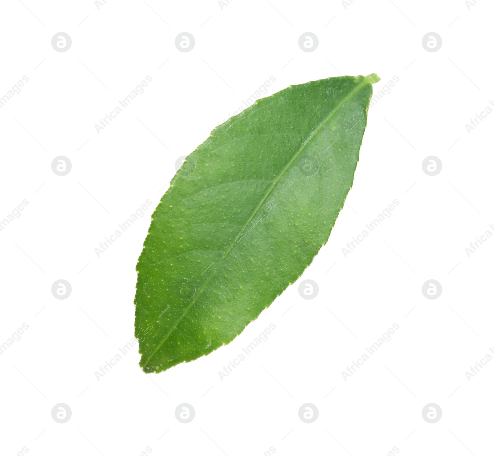 Photo of Fresh green citrus leaf on white background