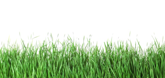 Photo of Beautiful vibrant green grass on white background