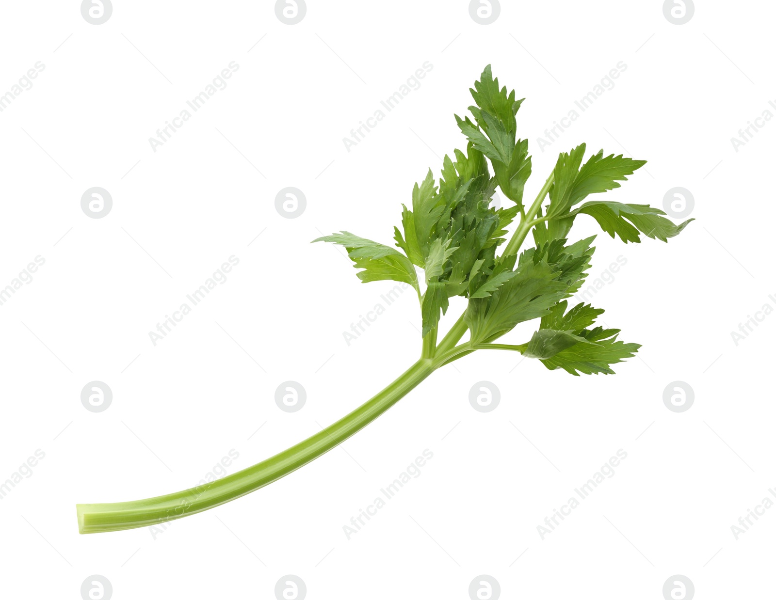 Photo of Fresh green celery stem with leaves isolated on white