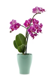 Photo of Beautiful tropical orchid flower in pot on white background