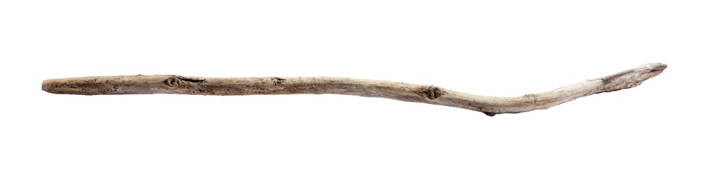 Photo of Old dry tree branch isolated on white