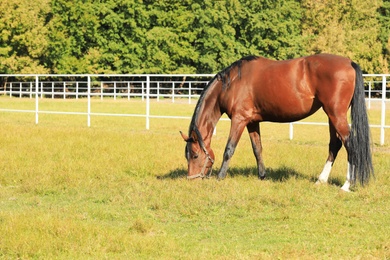 Photo of Chestnut horse in bridle grazing on green pasture