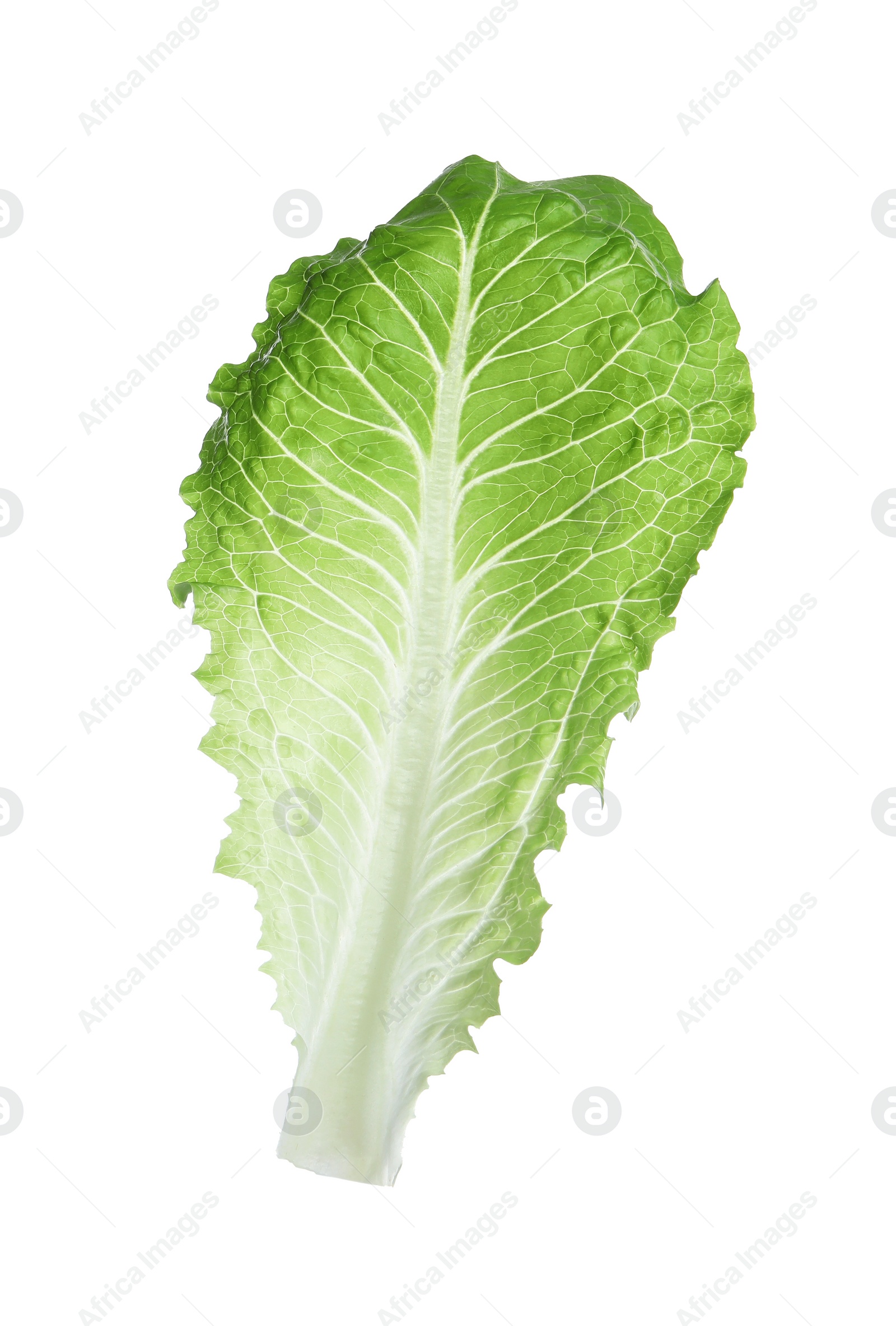 Photo of Fresh leaf of green romaine lettuce isolated on white