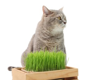 Photo of Cute cat and potted green grass isolated on white