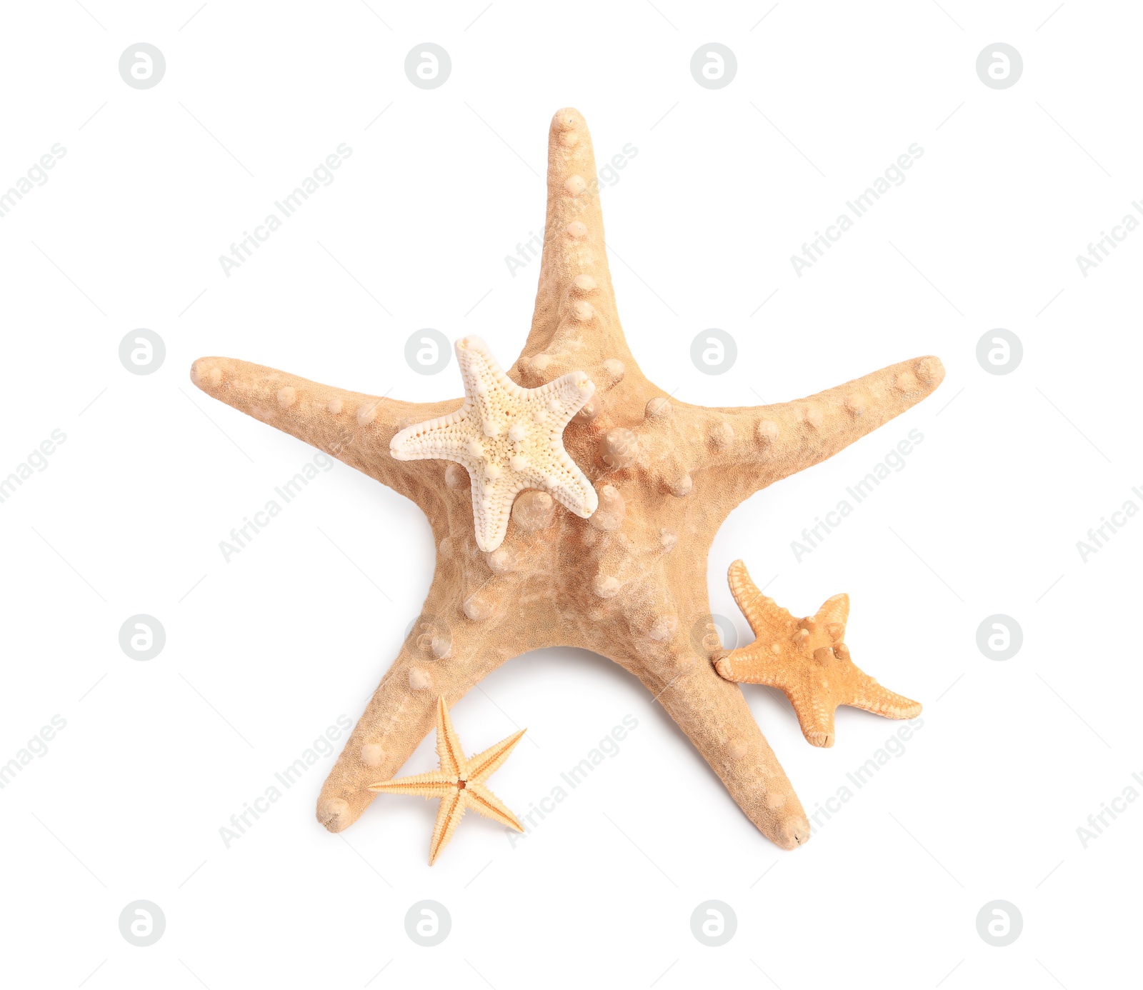 Photo of Many beautiful sea stars (starfishes) isolated on white