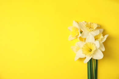 Photo of Bouquet of daffodils on color background, top view with space for text. Fresh spring flowers