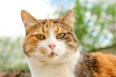 Photo of Cute fluffy cat with beautiful eyes outdoors, closeup