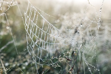 Photo of Closeup view of cobweb with dew drops on plants outdoors