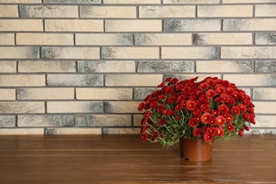 Photo of Beautiful potted chrysanthemum flowers on table near brick wall. Space for text