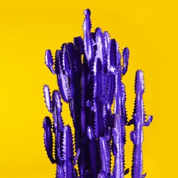 Image of Violet cactus on yellow background. Creative design