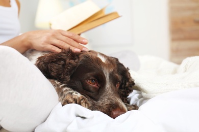 Photo of Adorable Russian Spaniel with owner on bed, closeup view. Space for text