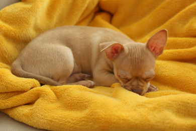 Photo of Cute Chihuahua puppy sleeping on yellow blanket. Baby animal