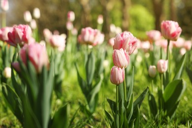 Photo of Beautiful pink tulips growing outdoors on sunny day