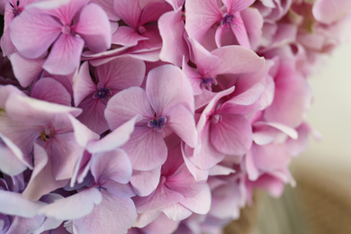 Photo of Beautiful hydrangea flowers on blurred background, closeup