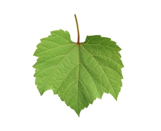 Photo of Fresh green leaf isolated on white. Grape plant