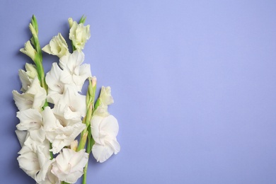 Photo of Flat lay composition with beautiful gladiolus flowers on color background