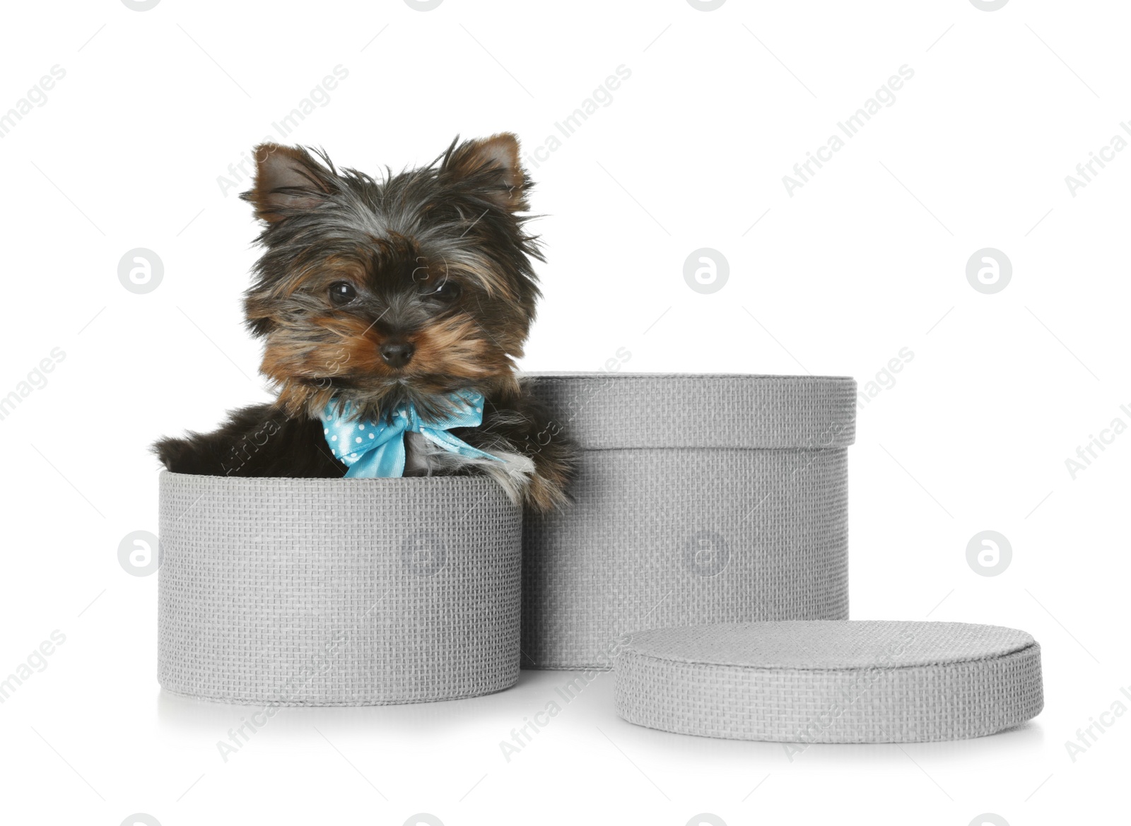 Photo of Cute Yorkshire terrier puppy with hat boxes on white background. Happy dog