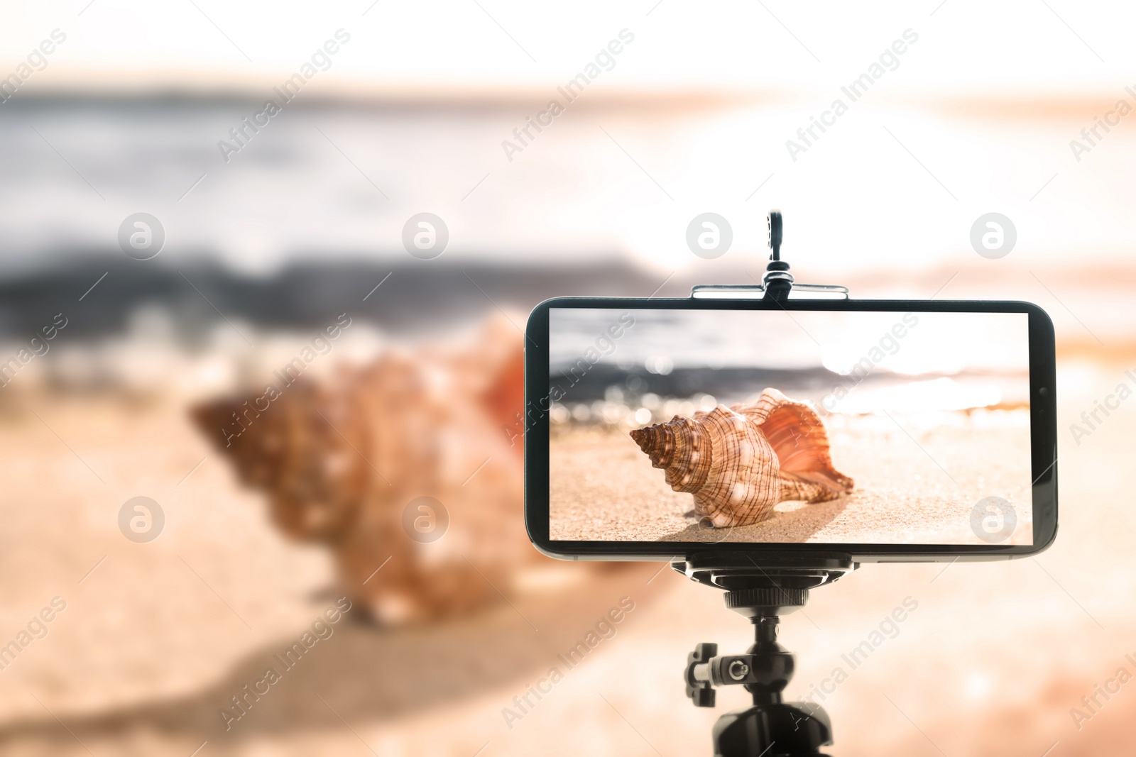 Image of Taking photo of beautiful sea shell with smartphone mounted on tripod