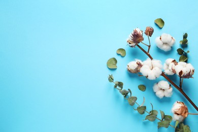 Photo of Dry cotton branch with fluffy flowers on light blue background, flat lay. Space for text