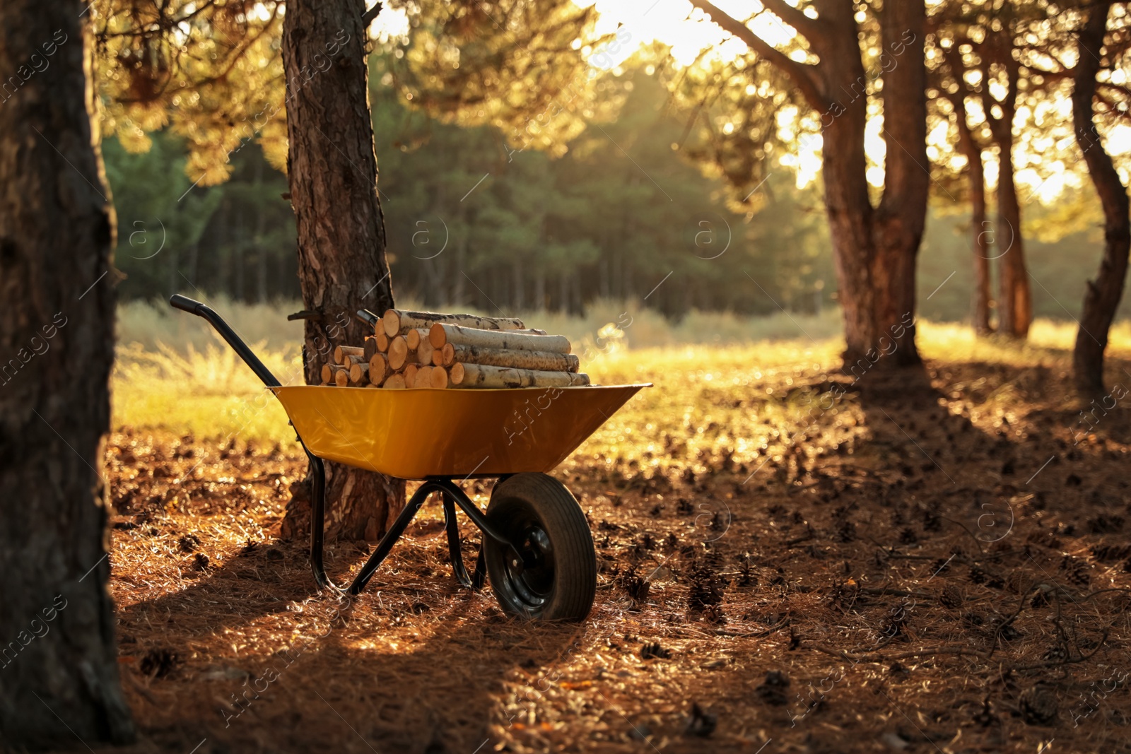 Photo of Wheelbarrow with cut firewood in forest on sunny day