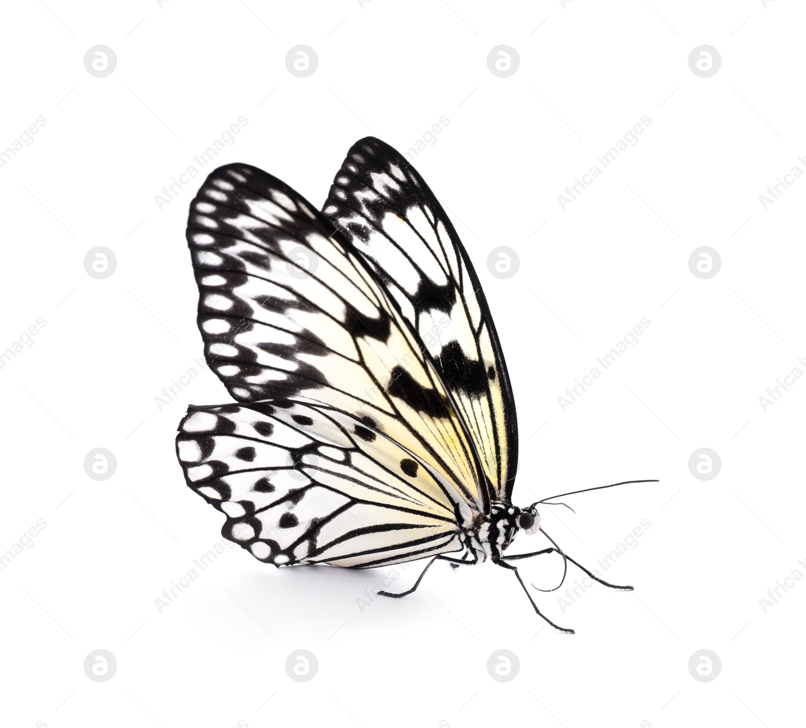 Photo of Beautiful rice paper butterfly isolated on white