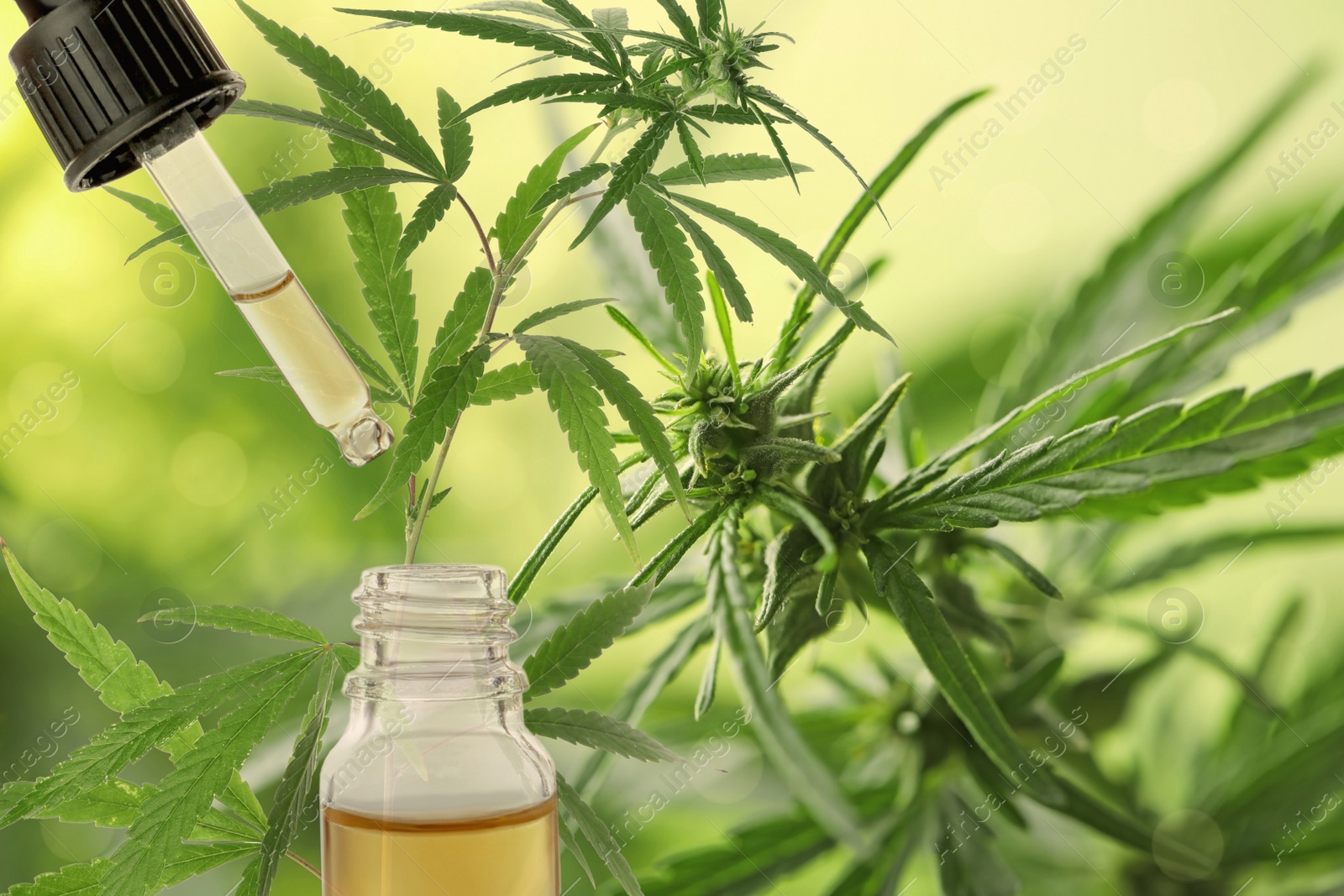 Image of Hemp oil and plant on background. Space for text