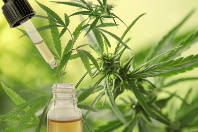 Image of Hemp oil and plant on background. Space for text