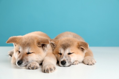Photo of Adorable Akita Inu puppies on light blue background