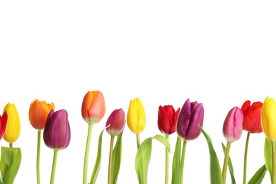 Photo of Beautiful bright tulips on white background. Spring flowers