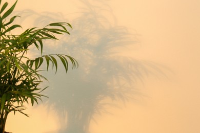 Photo of Tropical palm leaves casting shadow on beige wall. Space for text