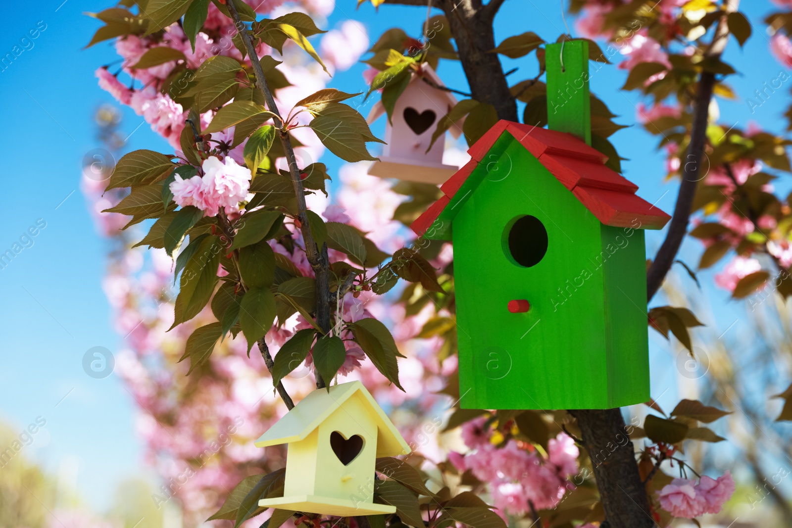 Photo of Bird houses hanging on tree branches outdoors