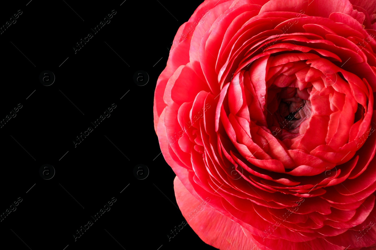 Photo of Beautiful fresh ranunculus flower on black background, closeup. Space for text