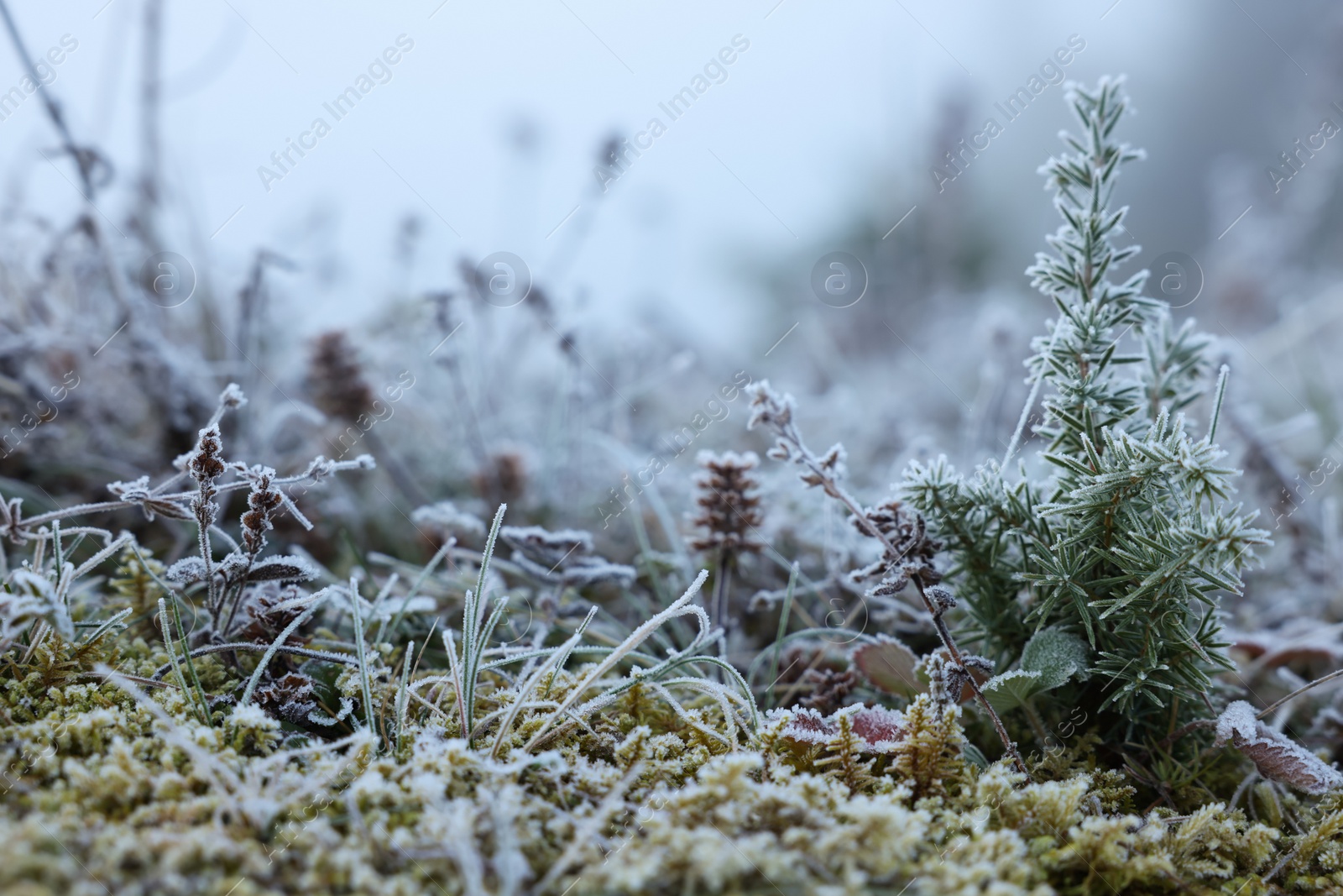 Photo of Fir sapling in meadow covered with hoarfrost
