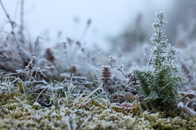 Fir sapling in meadow covered with hoarfrost