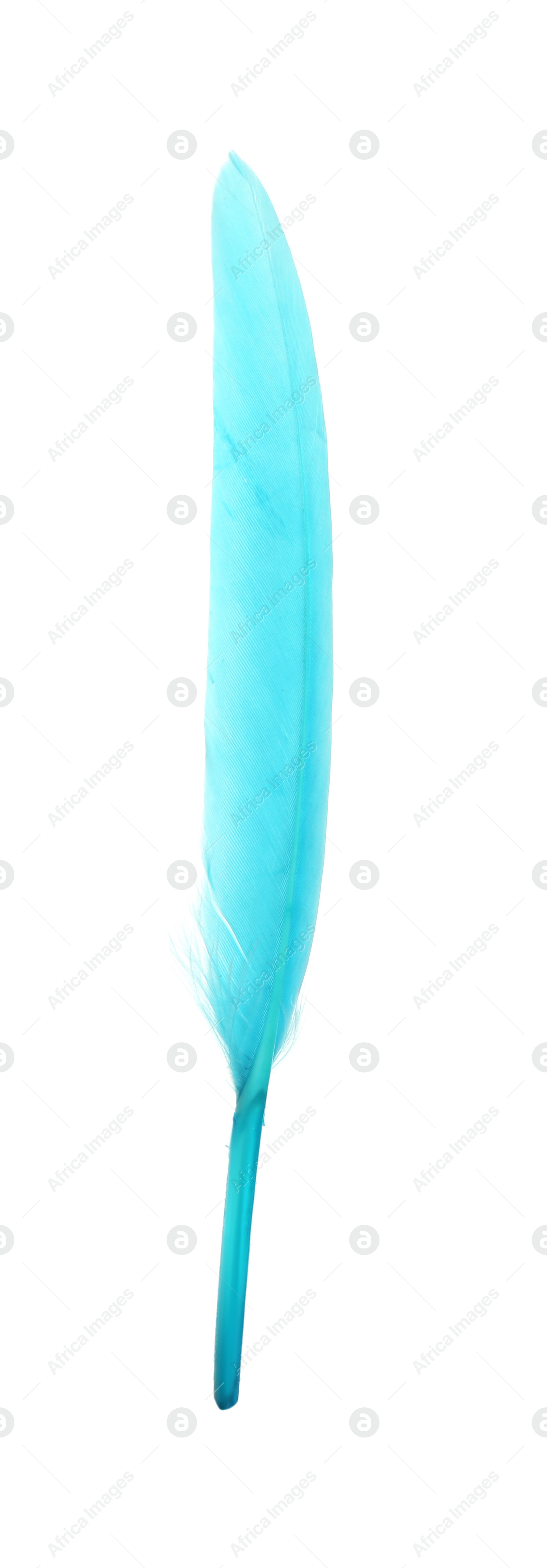 Photo of Beautiful light blue feather isolated on white