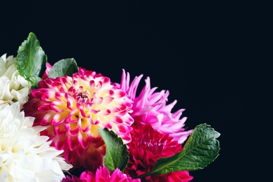 Photo of Beautiful dahlia flowers on black background, closeup. Space for text