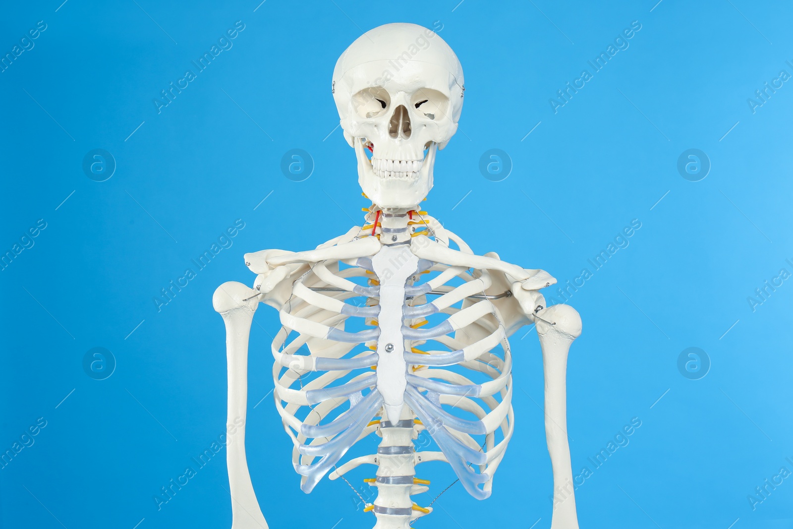 Photo of Artificial human skeleton model on blue background