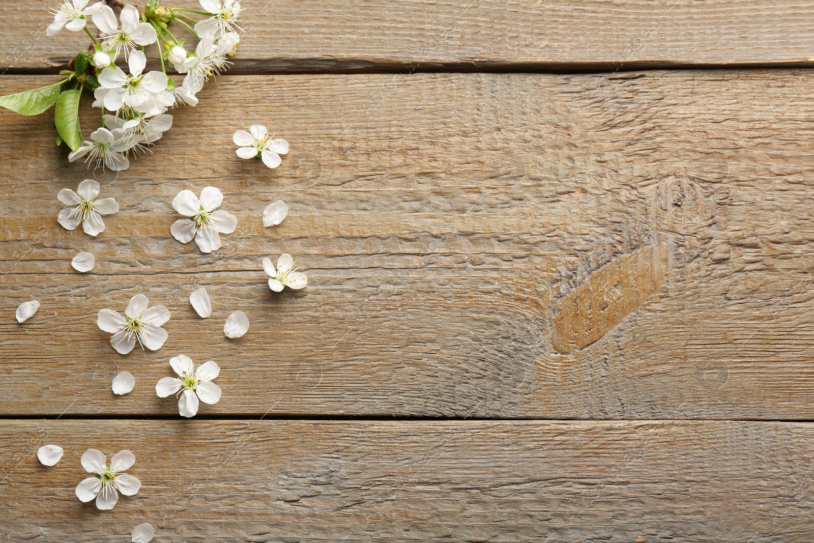 Photo of Spring blossoms, petals and leaves on wooden table, flat lay. Space for text