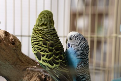 Photo of Beautiful bright parrots on branch. Exotic pets