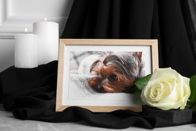 Photo of Frame with picture of dog, burning candles and rose flower on light grey table, closeup. Pet funeral