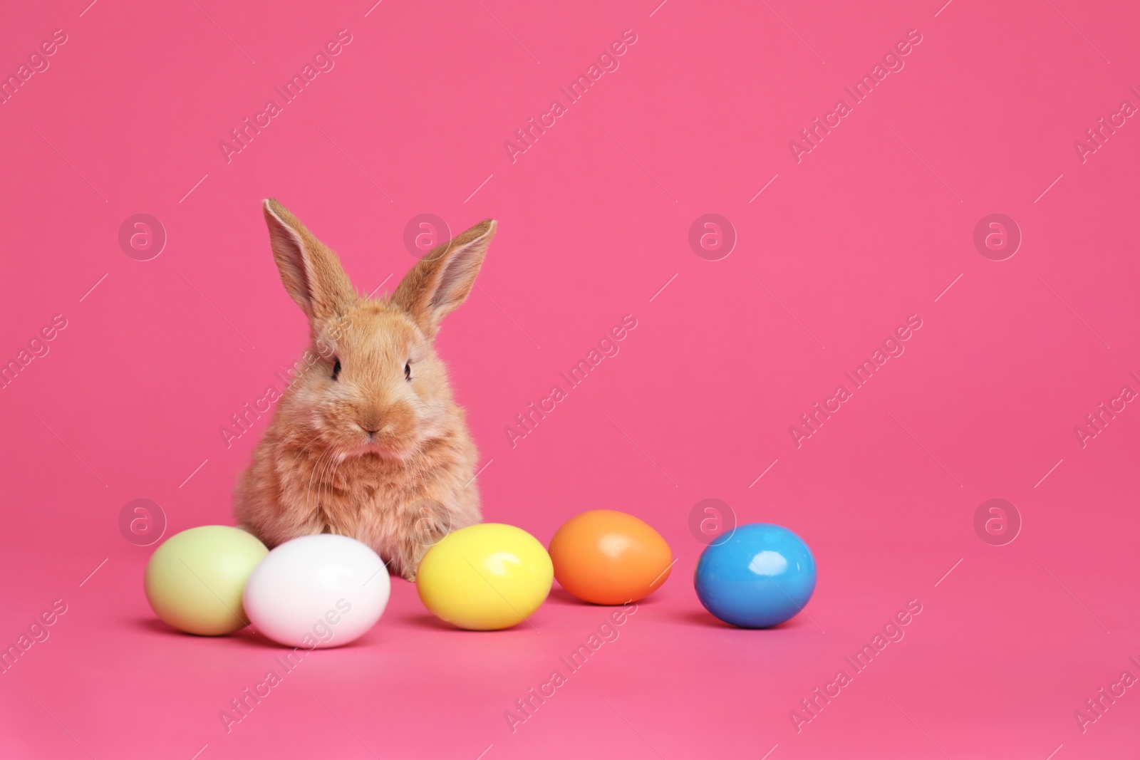Photo of Adorable furry Easter bunny and dyed eggs on color background, space for text