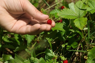 Photo of Woman gathering ripe wild strawberries outdoors, closeup