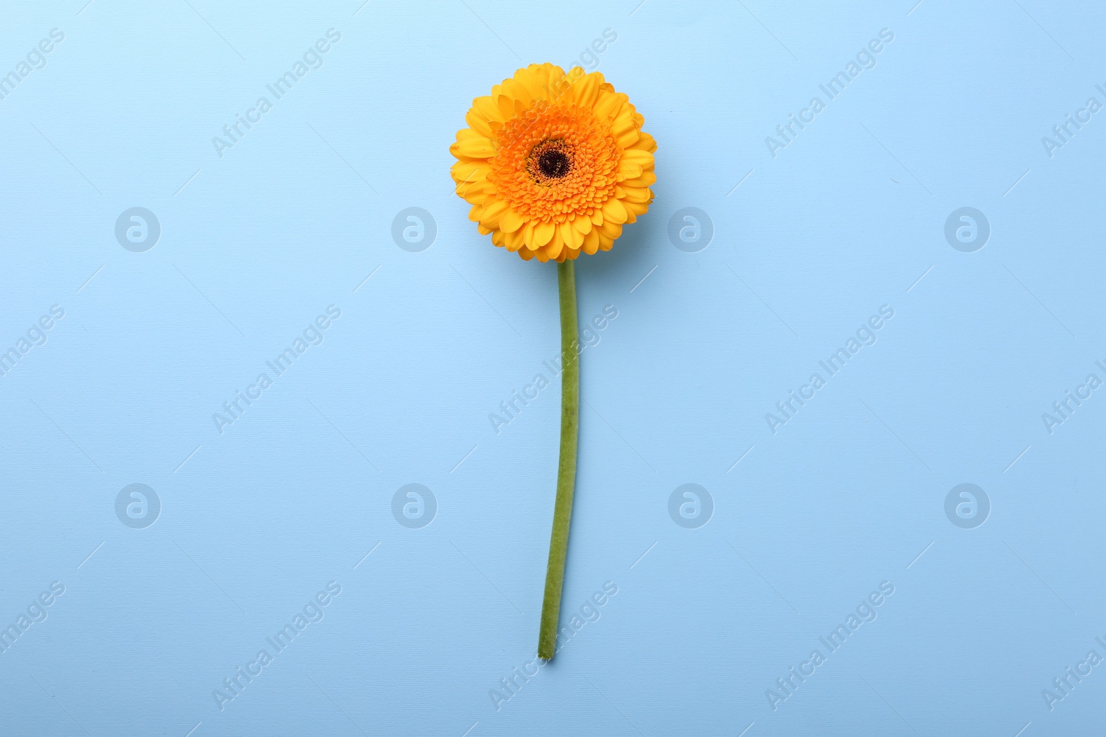 Photo of Beautiful yellow gerbera flower on light blue background, top view