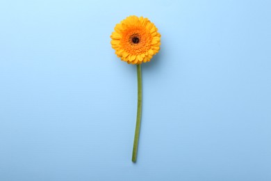 Beautiful yellow gerbera flower on light blue background, top view