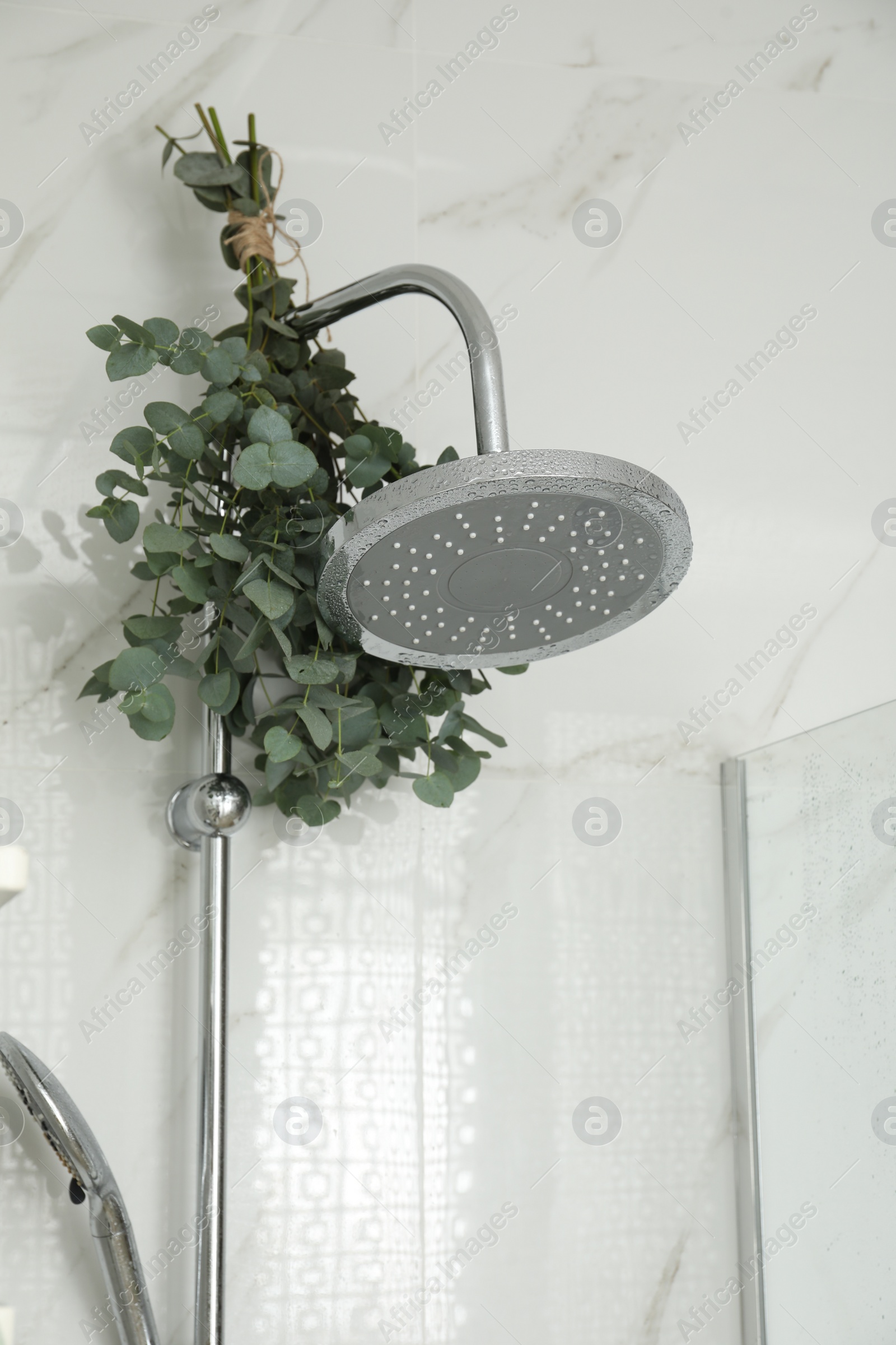 Photo of Branches with green eucalyptus leaves in shower