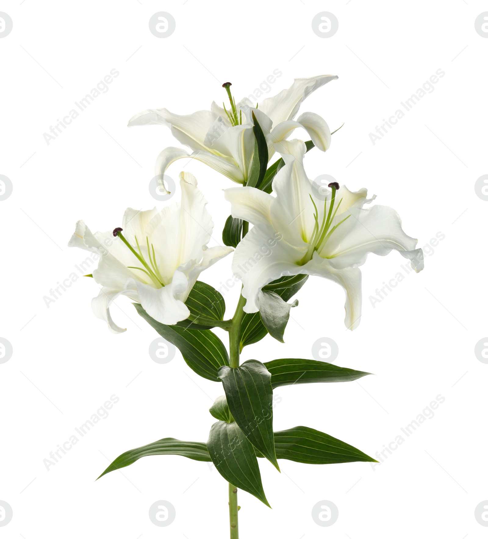 Photo of Beautiful lilies on white background. Funeral flowers