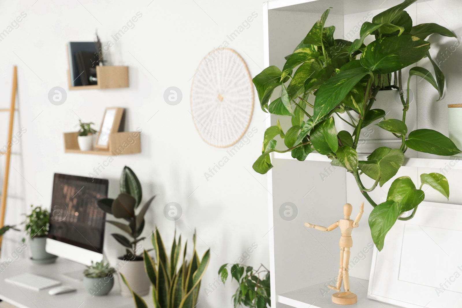 Photo of Stylish room interior with different beautiful houseplants