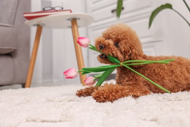 Cute Maltipoo dog with bouquet of beautiful tulips at home, space for text. Lovely pet